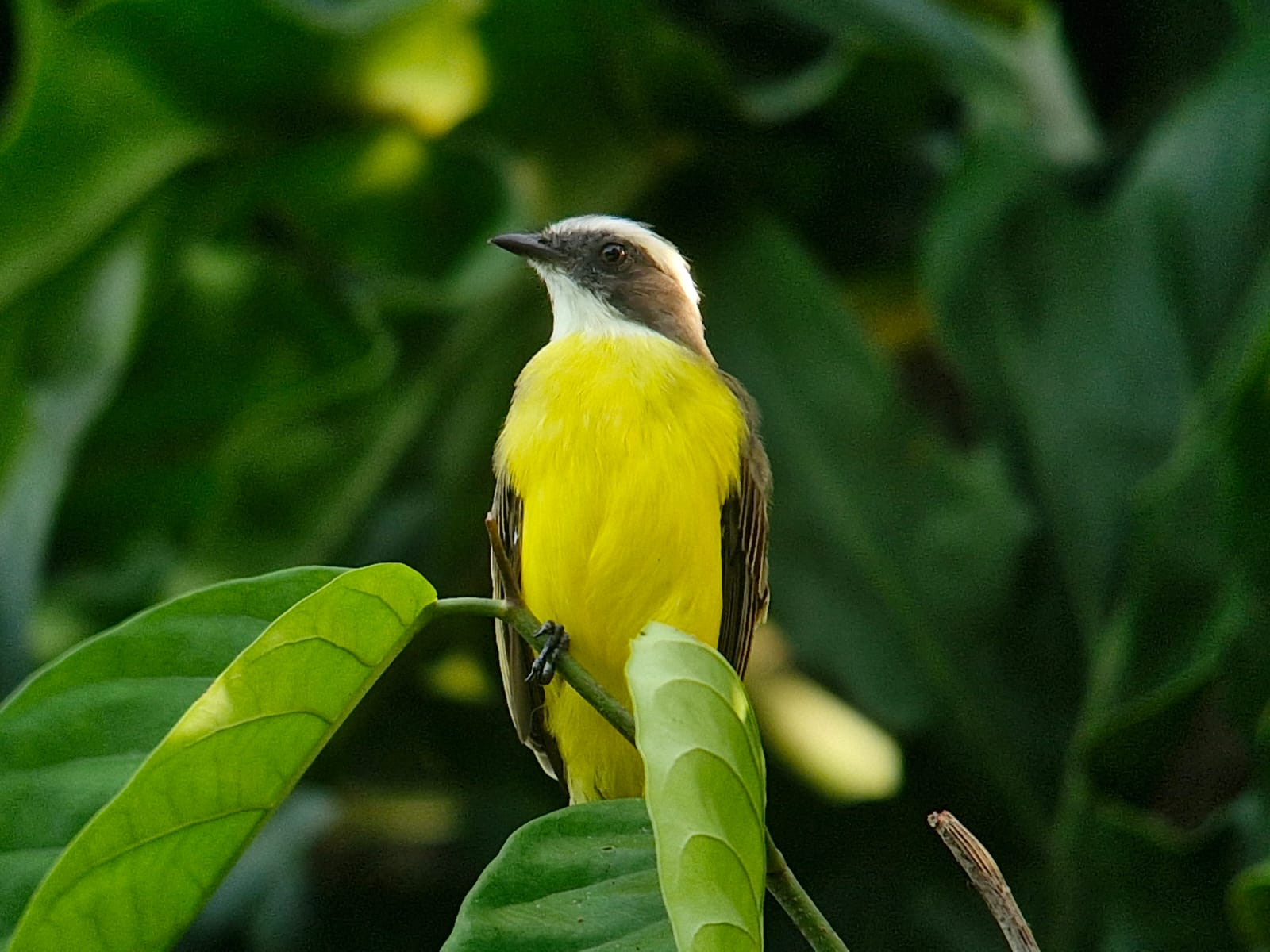 Yellow bird